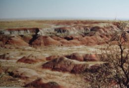 Petrified Forest in North East Arizona