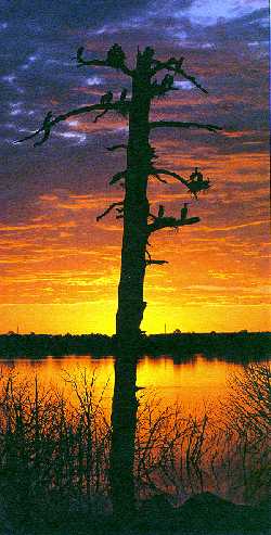 Newly established cormorant rookery.