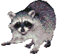 Raccoon