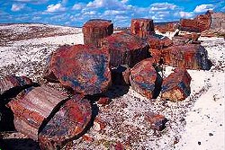 Petrified Forest