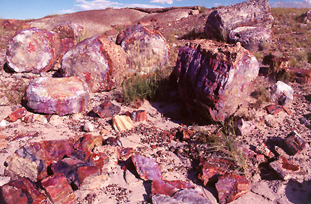 Petrified Forest Natl. Park