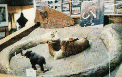 Wooly Mammoth display.