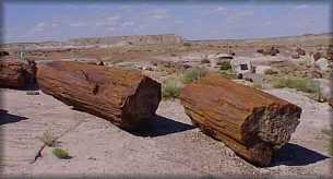 Petrified Forest in North East Arizona