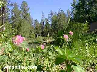 Enjoy Arizona's White Mountains!