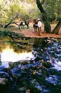 Horses on the trail