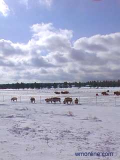 buffalos in the winter